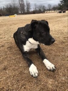 Black Labrador Mix