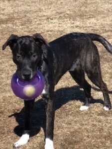 Black Labrador Mix