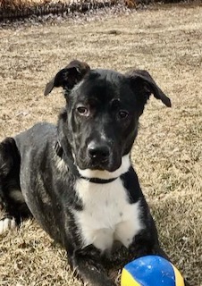 Black Labrador Mix