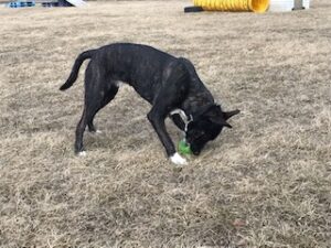 Black Labrador Mix