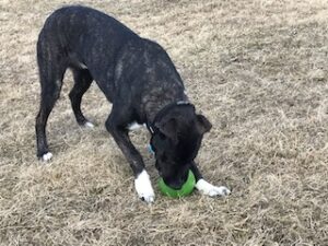 Black Labrador Mix