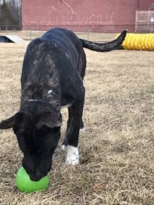 Black Labrador Mix