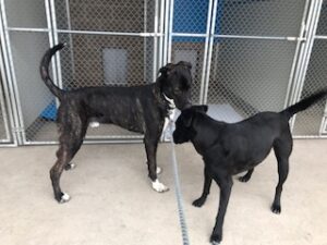 Black Labrador Mix