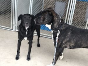 Black Labrador Mix