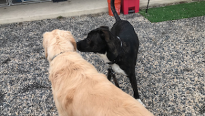 Black Labrador Mix