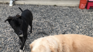 Black Labrador Mix