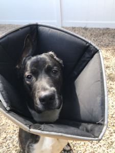 Black Labrador Mix