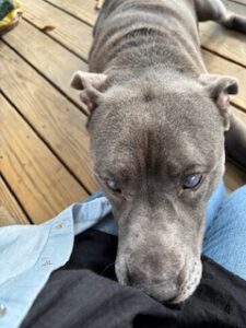 Silver Labrador Retriever Mix