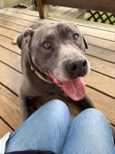 Silver Labrador Retriever Mix