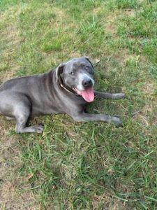 Silver Labrador Retriever Mix