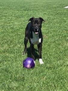 Black Labrador Retriever mix