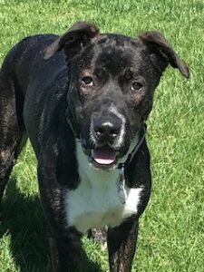 Black Labrador Retriever mix