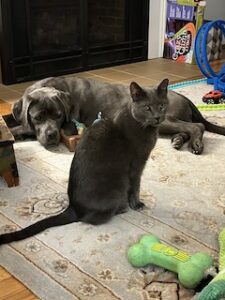 Silver Labrador Mix