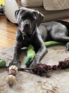 Silver Labrador Mix