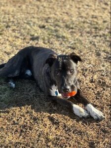 Black Labrador Mix