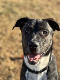 Black Labrador Mix