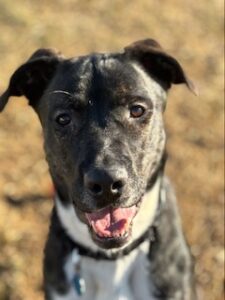 Black Labrador Mix