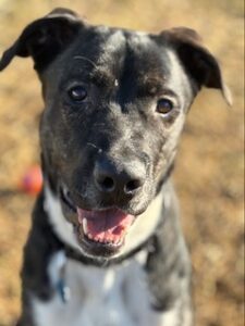 Black Labrador Mix