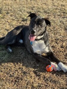 Black Labrador Mix