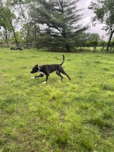 Black Labrador Retriever Mix