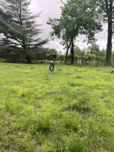Black Labrador Retriever Mix