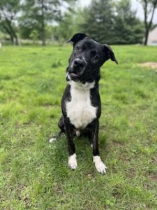 Black Labrador Retriever Mix