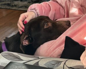 Chocolate Labrador Mix