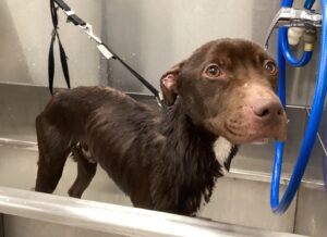 Chocolate Labrador Mix