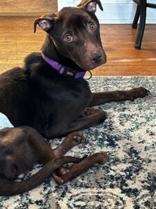 Chocolate Labrador Mix