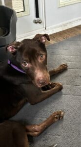 Chocolate Labrador Mix