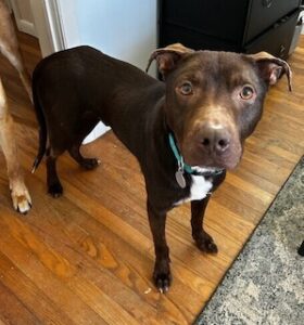 Chocolate Labrador Mix