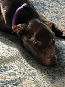 Chocolate Labrador Mix