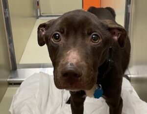 Chocolate Labrador Mix