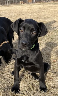 Black Labrador Mix