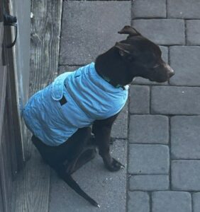 Chocolate Labrador Mix