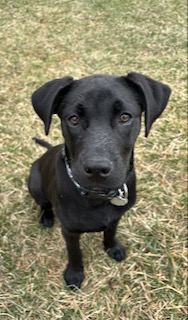 Black Labrador Mix