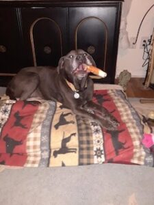 Silver Labrador Retriever