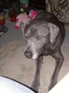 Silver Labrador Retriever