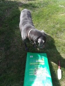 Silver Labrador Retriever Mix