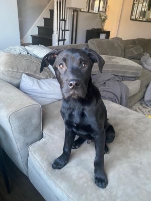 Black Labrador Mix