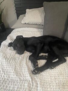 Black Labrador Mix