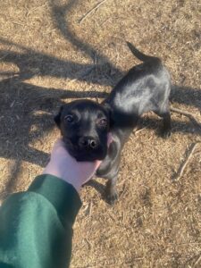 Black Labrador Mix