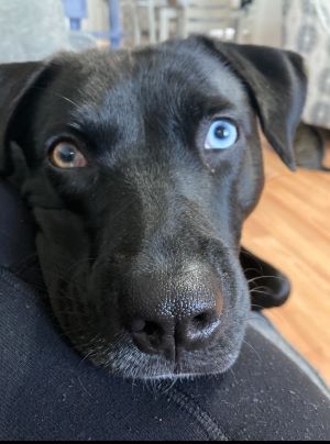 Black Labrador Retriever Mix