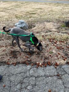 Labrador Retriever Mix