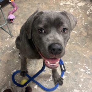 Silver Labrador Retriever Mix