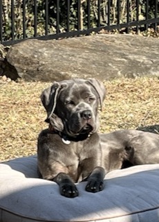 Silver Labrador Mix