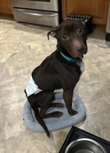 Chocolate Labrador Mix