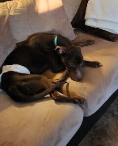 Chocolate Labrador Mix