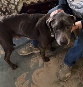 Silver Labrador Mix