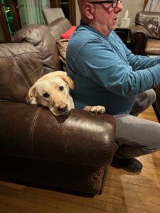 Yellow Labrador Retriever